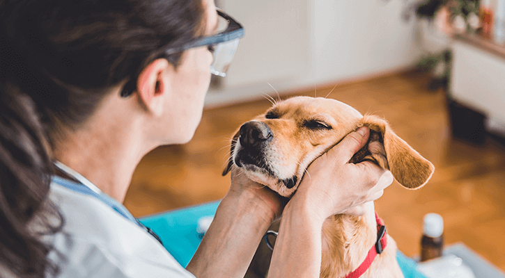 Dog receiving an annual check-up from a Veterinarian