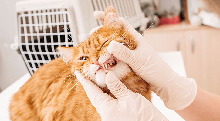 Orange cat receiving a dental exam from a veterinarian