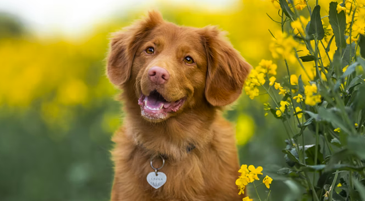 Brown dog smiling in the sun