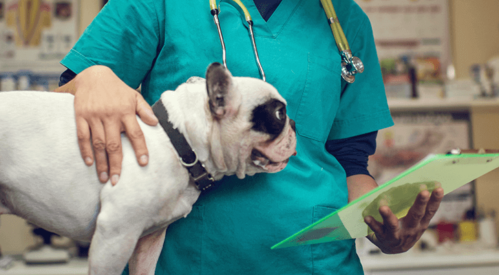 Dog with veterinarian preparing for orthopedic surgery