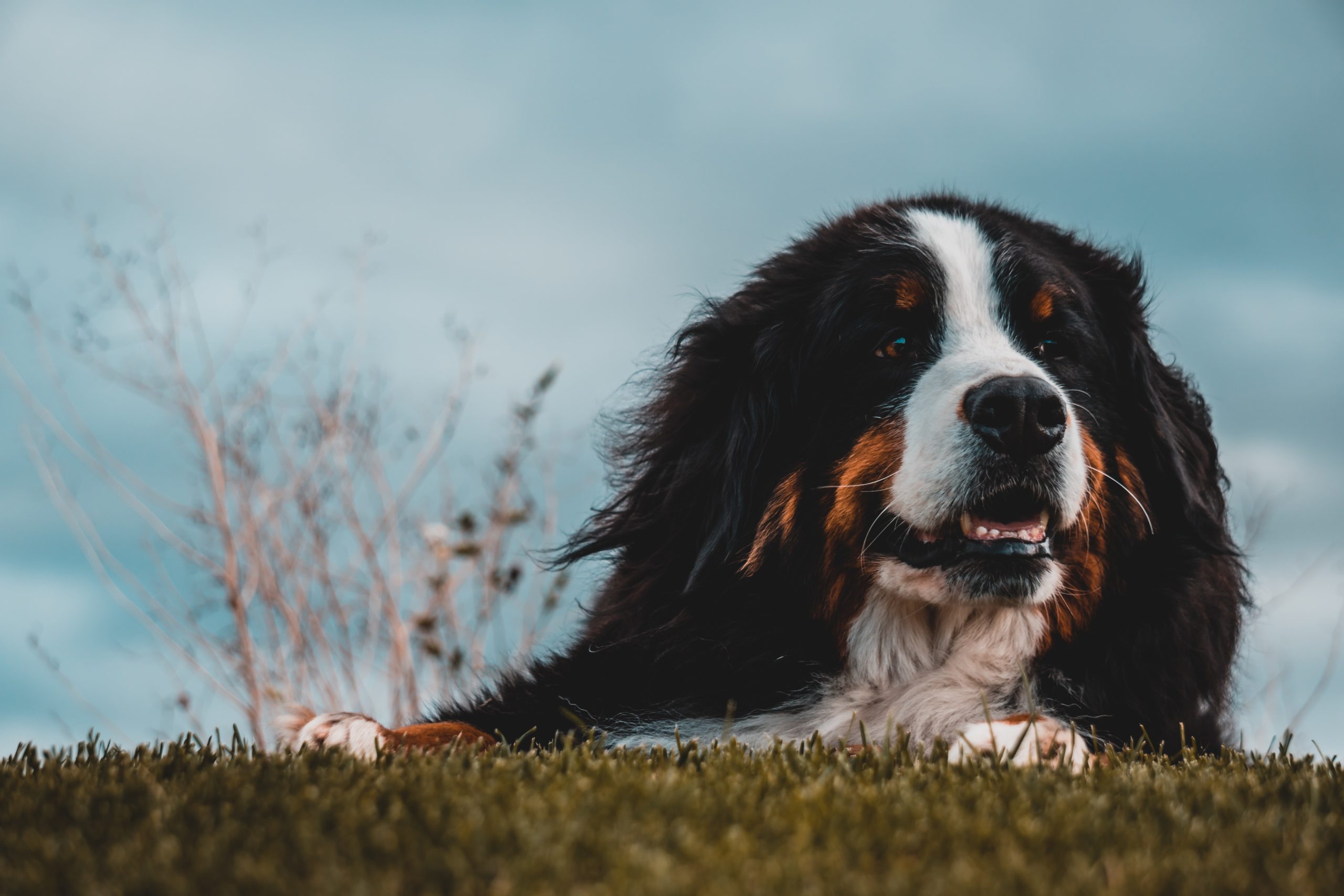 Dog laying in a grass field