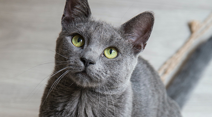 Gray cat with green eyes ready for their vet appointment