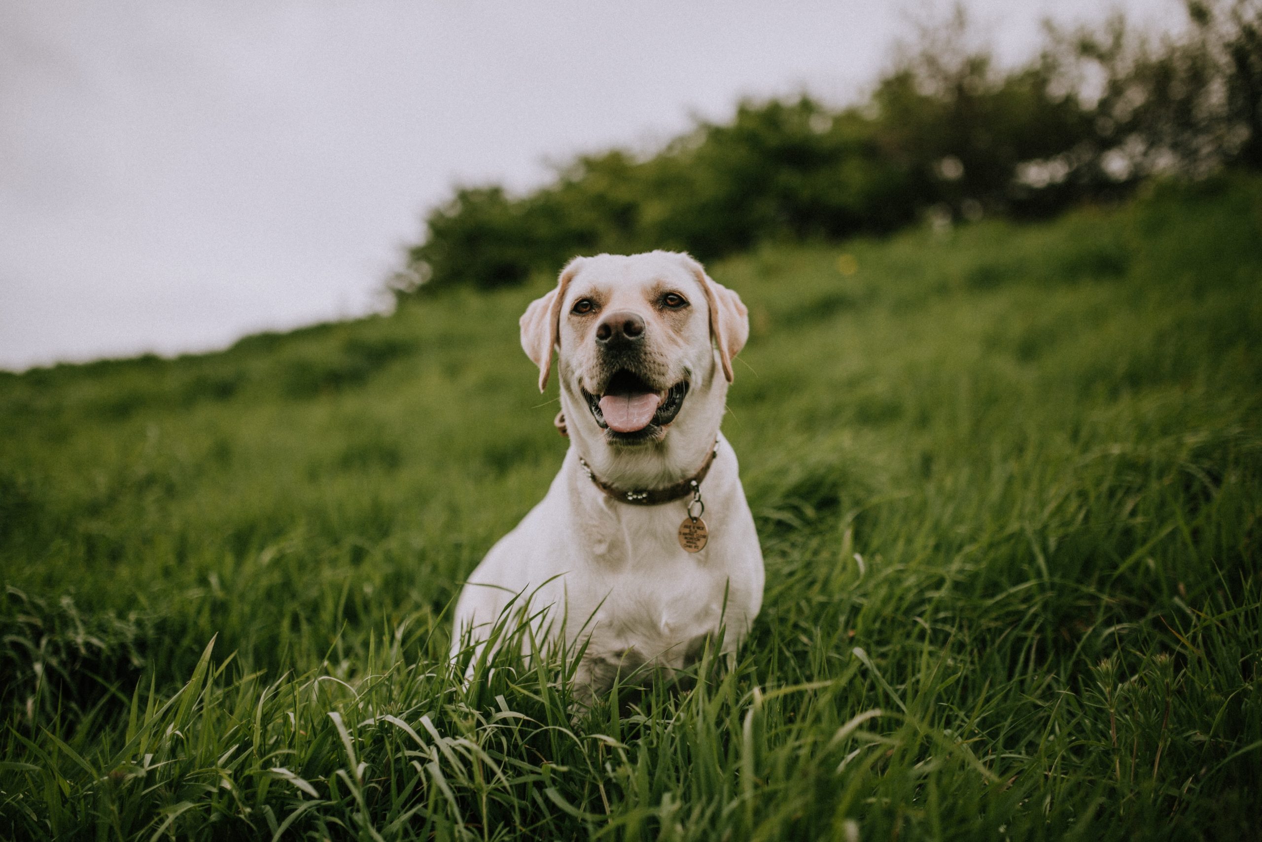Dog standing in a grassy field